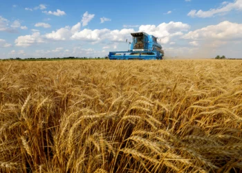 Moscú lamenta decisión de empresa israelí de no adquirir cereales rusos