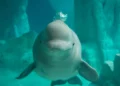Por primera vez: se descubre un enorme cementerio de ballenas