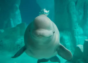 Por primera vez: se descubre un enorme cementerio de ballenas
