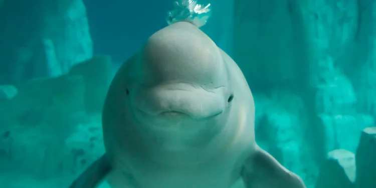 Por primera vez: se descubre un enorme cementerio de ballenas