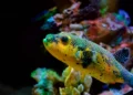 Estudio israelí identifica tres peces con mayor probabilidad de invadir el Mediterráneo