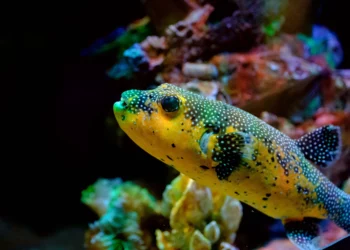 Estudio israelí identifica tres peces con mayor probabilidad de invadir el Mediterráneo