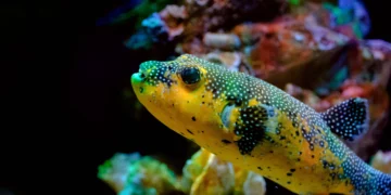 Estudio israelí identifica tres peces con mayor probabilidad de invadir el Mediterráneo