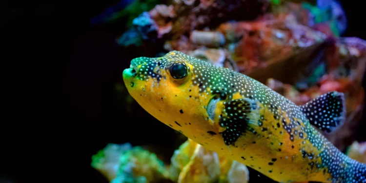 Estudio israelí identifica tres peces con mayor probabilidad de invadir el Mediterráneo