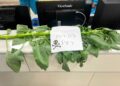 Planta de tabaco silvestre (Nicotiana glauca) en el Centro de Salud Rambam de Haifa, con una etiqueta que dice “Precaución, veneno”, en agosto de 2026. (Cortesía del Centro de Salud Rambam)