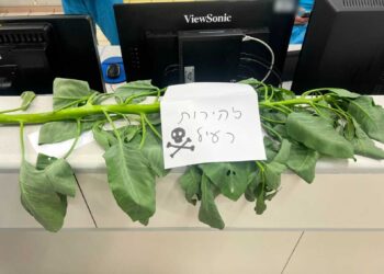 Planta de tabaco silvestre (Nicotiana glauca) en el Centro de Salud Rambam de Haifa, con una etiqueta que dice “Precaución, veneno”, en agosto de 2026. (Cortesía del Centro de Salud Rambam)