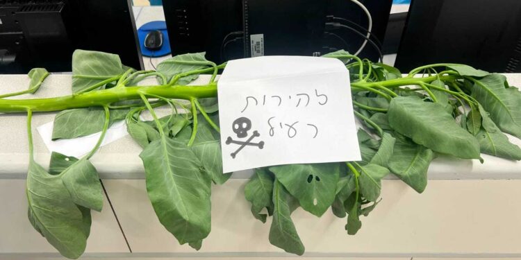 Planta de tabaco silvestre (Nicotiana glauca) en el Centro de Salud Rambam de Haifa, con una etiqueta que dice “Precaución, veneno”, en agosto de 2026. (Cortesía del Centro de Salud Rambam)