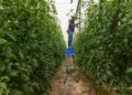 Agricultores en moshav Sade Nitzan, en el norte del desierto de Néguev, 9 de octubre de 2025. (Yossi Aloni/FLASH90)