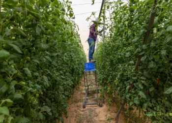 Agricultores en moshav Sade Nitzan, en el norte del desierto de Néguev, 9 de octubre de 2025. (Yossi Aloni/FLASH90)