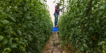 Agricultores en moshav Sade Nitzan, en el norte del desierto de Néguev, 9 de octubre de 2025. (Yossi Aloni/FLASH90)