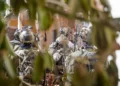 Comandos de la unidad Shayetet 13 de la Marina de Israel operan en la localidad de Khiam, en el sur del Líbano, en una fotografía difundida el 27 de marzo de 2026.