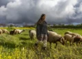 Un joven pastor cuida ovejas y cabras que pastan entre flores silvestres en la granja Gefen Ami, en las estribaciones de Hebrón, Judea y Samaria, 24 de febrero de 2026.