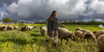 Un joven pastor cuida ovejas y cabras que pastan entre flores silvestres en la granja Gefen Ami, en las estribaciones de Hebrón, Judea y Samaria, 24 de febrero de 2026.