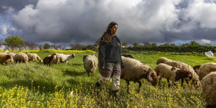 Un joven pastor cuida ovejas y cabras que pastan entre flores silvestres en la granja Gefen Ami, en las estribaciones de Hebrón, Judea y Samaria, 24 de febrero de 2026.