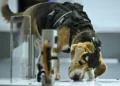 Un beagle olfatea una muestra durante una prueba en el laboratorio de Dognosis, en Kempohalli, cerca de Bengaluru, el 28 de julio de 2026.