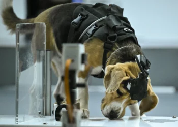 Un beagle olfatea una muestra durante una prueba en el laboratorio de Dognosis, en Kempohalli, cerca de Bengaluru, el 28 de julio de 2026.