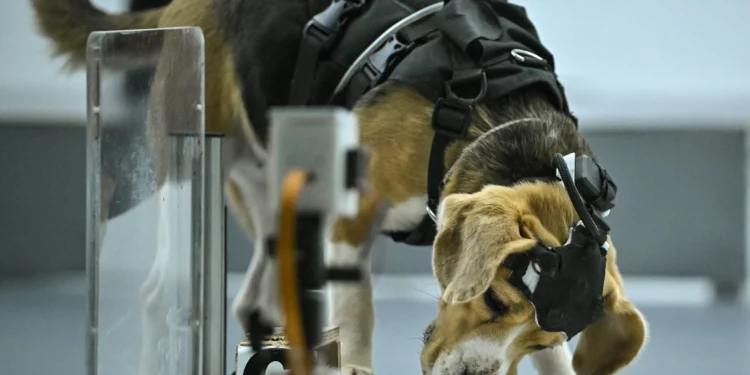 Un beagle olfatea una muestra durante una prueba en el laboratorio de Dognosis, en Kempohalli, cerca de Bengaluru, el 28 de julio de 2026.