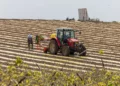 Agricultural workers plant crops in a field in Moshav Pedaya, central Israel, March 25, 2026. (Yossi Aloni/Flash90)
