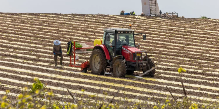 Agricultural workers plant crops in a field in Moshav Pedaya, central Israel, March 25, 2026. (Yossi Aloni/Flash90)