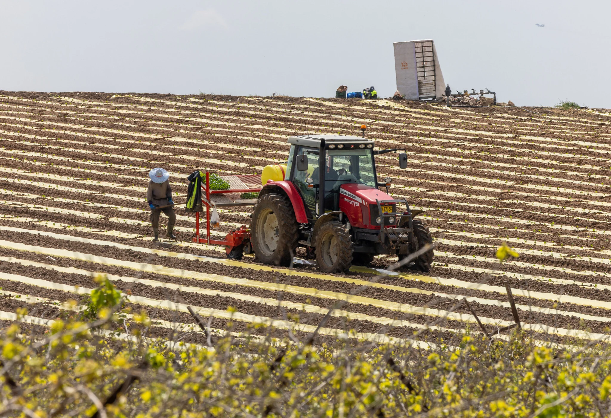 Israel presenta su primer plan de seguridad alimentaria a 25 años