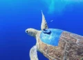 Tortuga marina durante labores de protección y rehabilitación en Israel