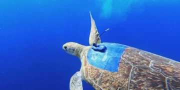 Tortuga marina durante labores de protección y rehabilitación en Israel