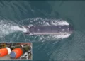 XV Excalibur británico, un vehículo submarino no tripulado de gran tamaño usado en una prueba de lanzamiento de torpedo dentro de AUKUS.