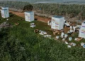 Apicultores trasladan abejas melíferas de colmenas tradicionales al Beehome de Beewise