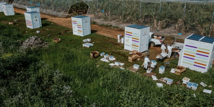 Apicultores trasladan abejas melíferas de colmenas tradicionales al Beehome de Beewise