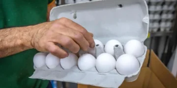 Huevos de consumo