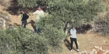 Incidentes registrados cerca de Abu Falah durante la cosecha de aceitunas