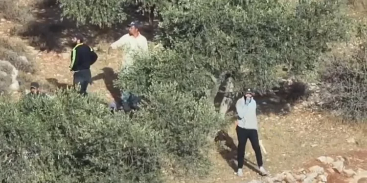 Incidentes registrados cerca de Abu Falah durante la cosecha de aceitunas