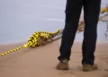 Un trabajador coloca un cable submarino de fibra óptica en la playa de Arrietara, cerca de Sopelana, en el País Vasco español, el 13 de junio de 2017.